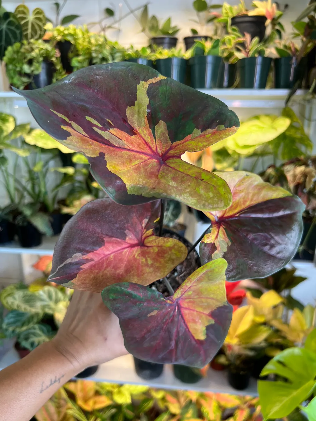6” Caladium Sunset B - Exact Plant🌱 ($59) from @Jenisprouts