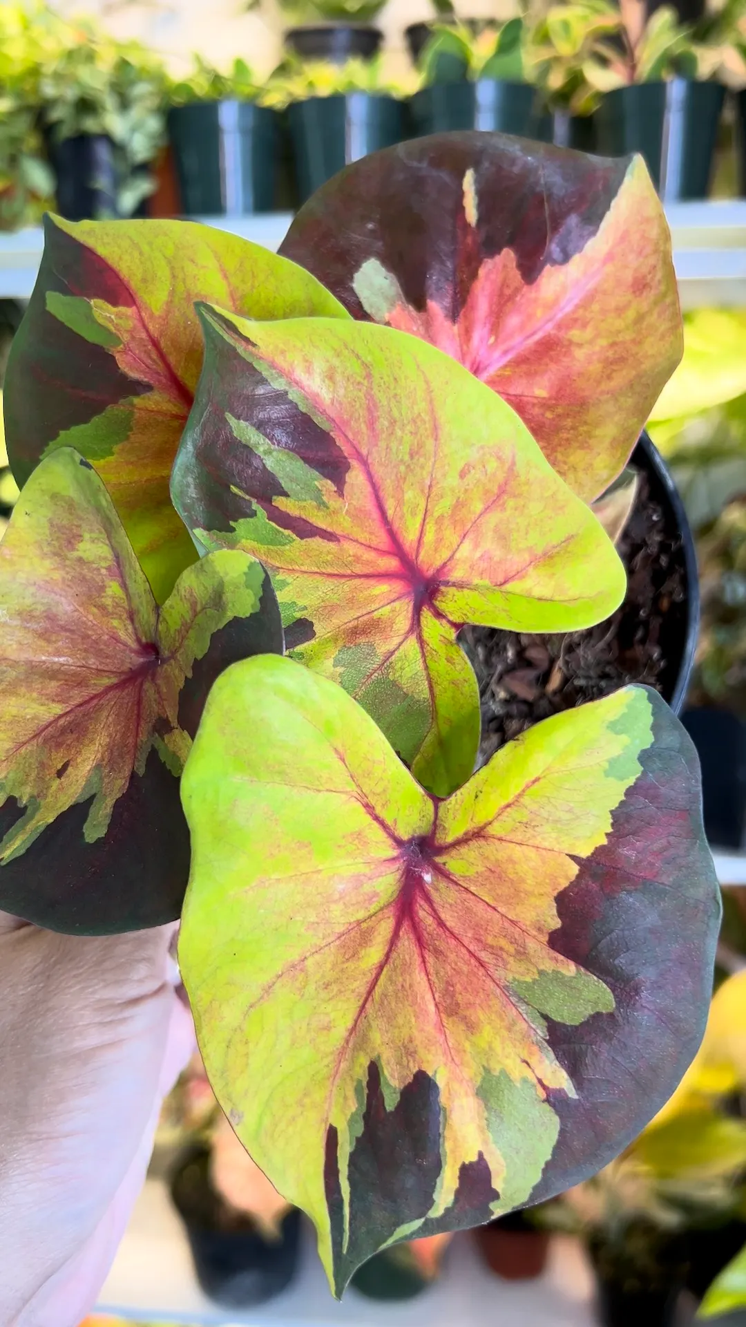 6” Caladium Sunset - Exact Plant🌱 ($59) from @Jenisprouts