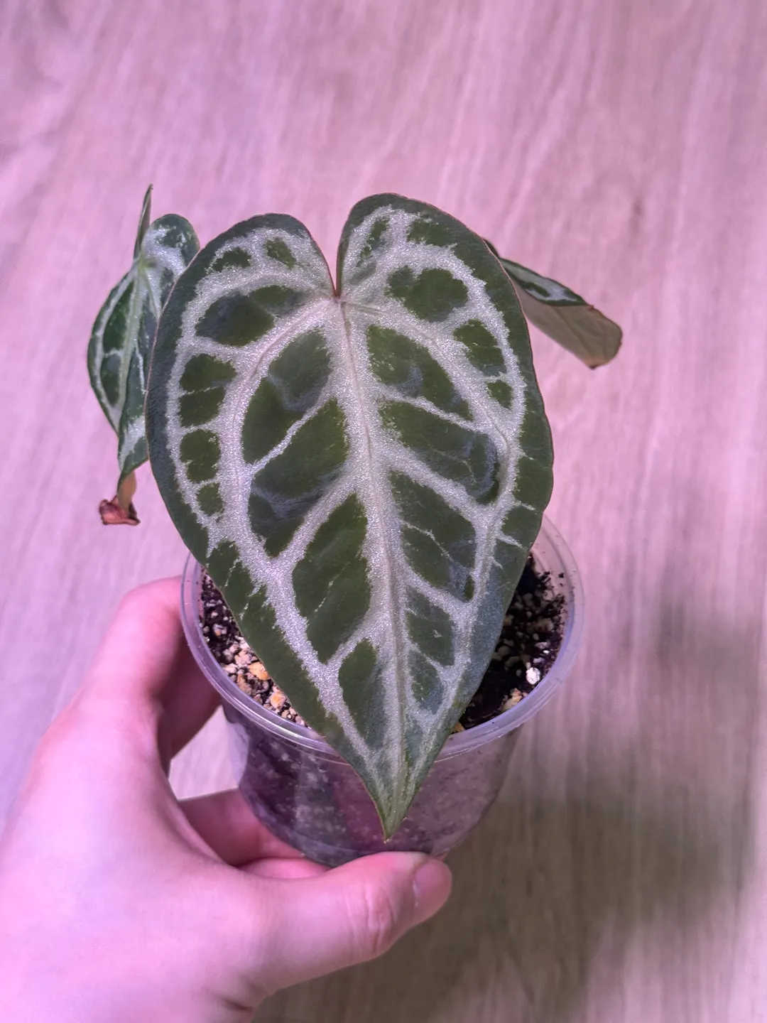 Anthurium papi fs x rvdp ($350) from @Hahaplant