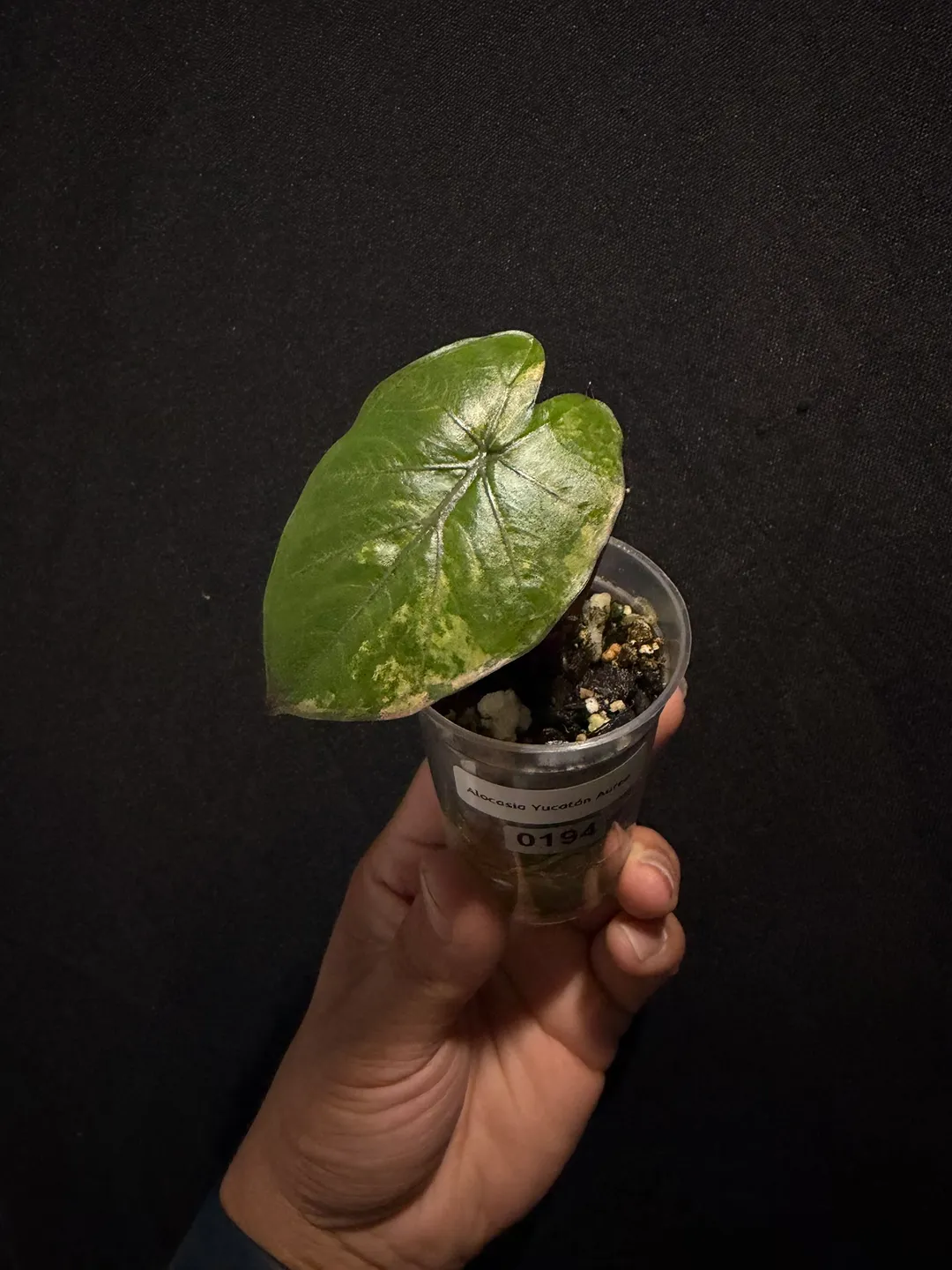 Hoya Versteegii #260 ($45) from @LeafItToJulian