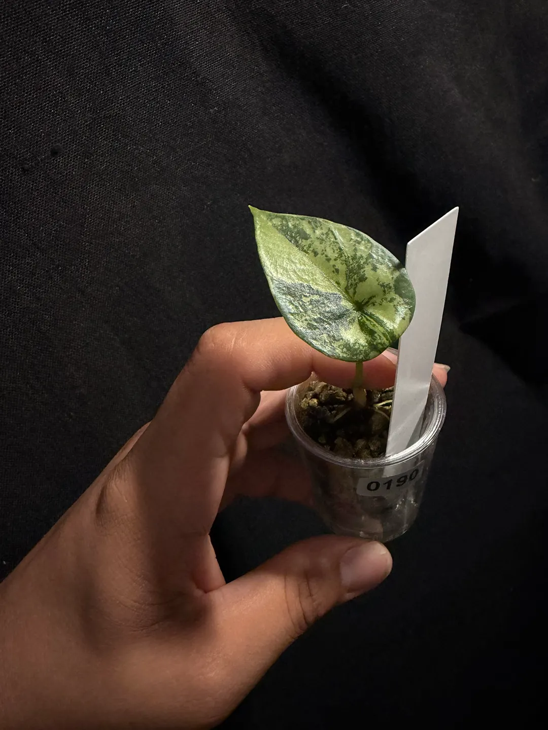 Hoya Versteegii #260 ($45) from @LeafItToJulian