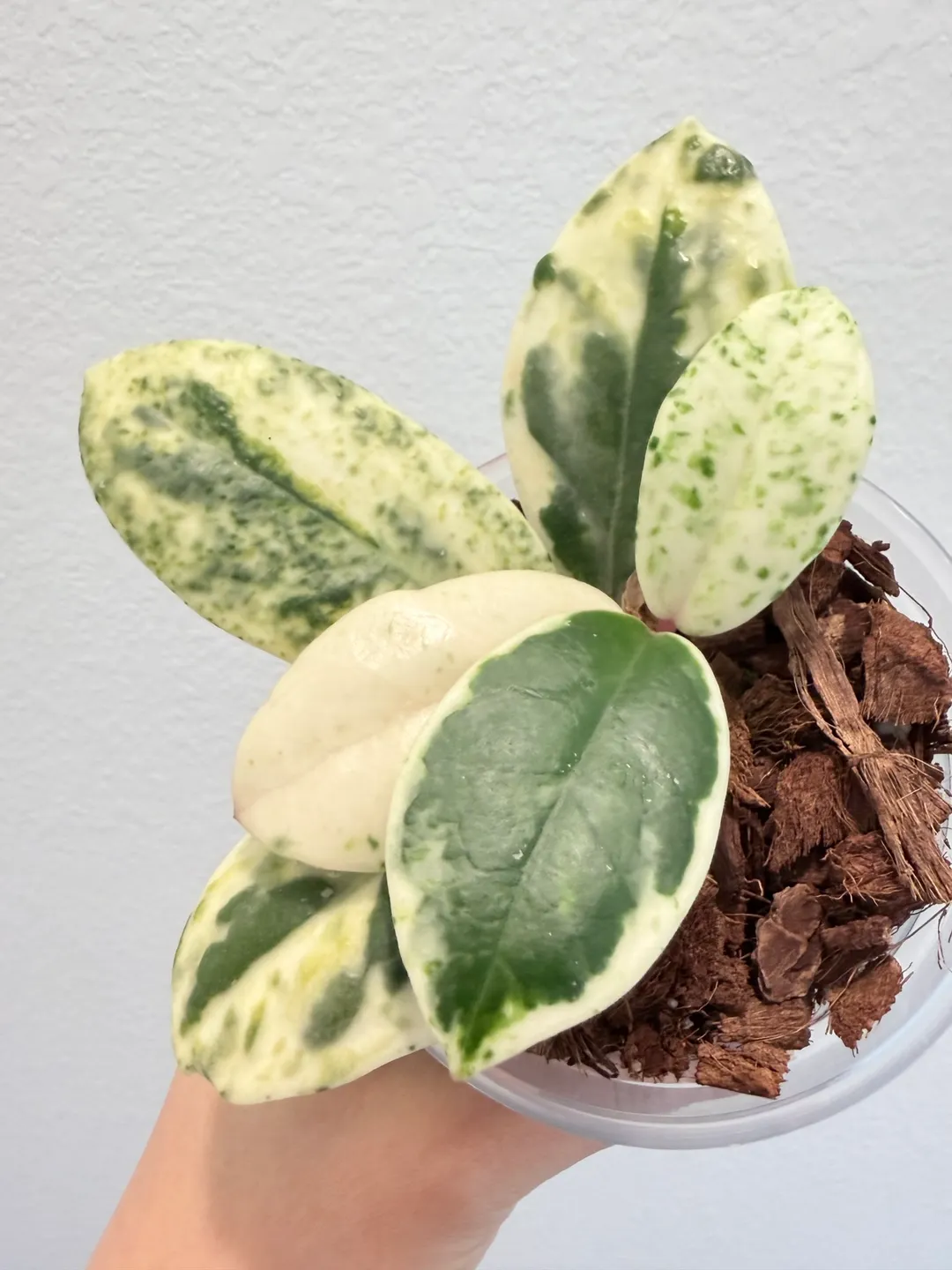 Hoya Madara Snow Angel B ($500) from @CocoPalmtrees