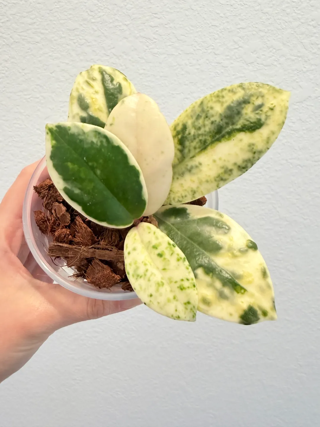 Hoya Madara Snow Angel B ($500) from @CocoPalmtrees