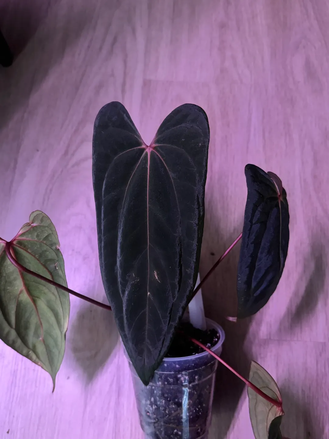 Anthurium papi fs x rvdp ($350) from @Hahaplant