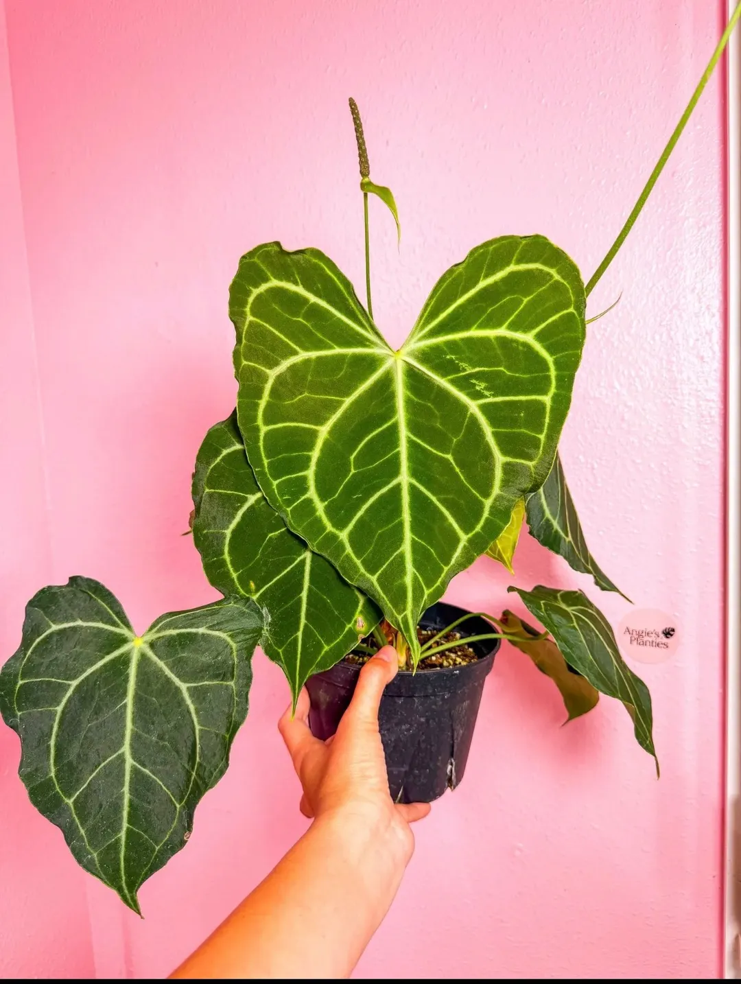 Anthurium skg x black velvet x papi ($49) from @AngiesPlanties
