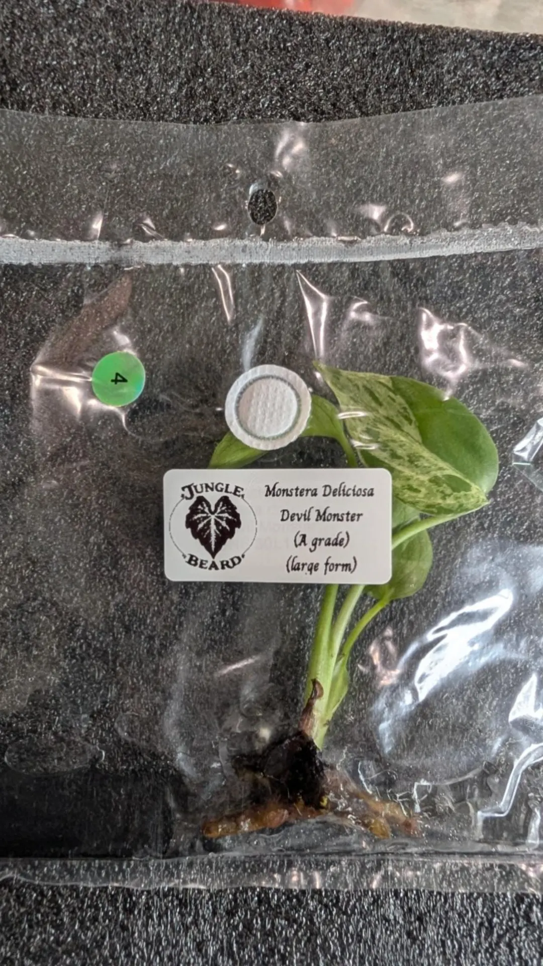 A-grade Monstera Deliciosa Devil Monster TC Growers choice ($79