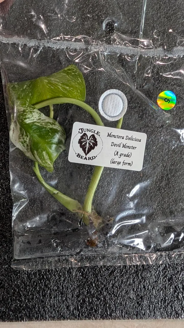A-grade Monstera Deliciosa Devil Monster TC Growers choice ($79