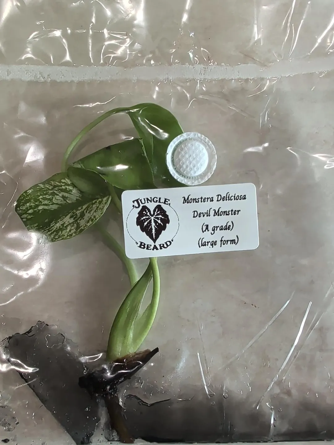 A-grade Monstera Deliciosa Devil Monster TC Growers choice ($79