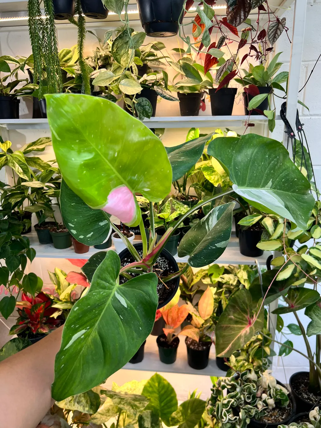 4” Aglaonema Pink Banana - Exact Plant🌱 ($55) from @Jenisprouts