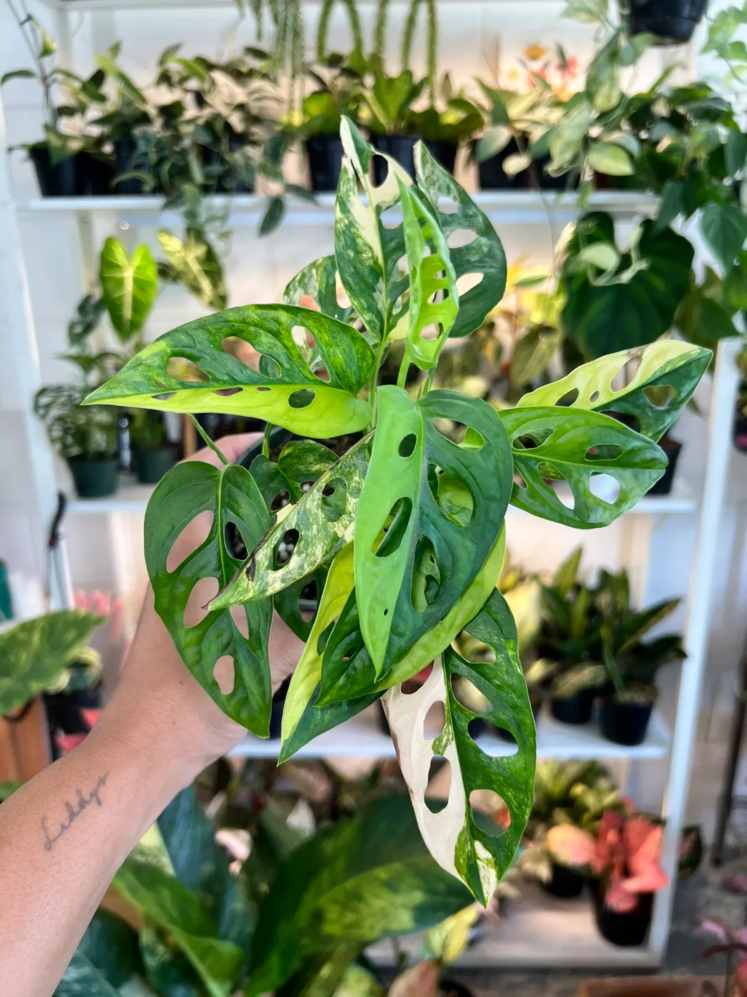 4” Aglaonema Pink Banana - Exact Plant🌱 ($55) from @Jenisprouts