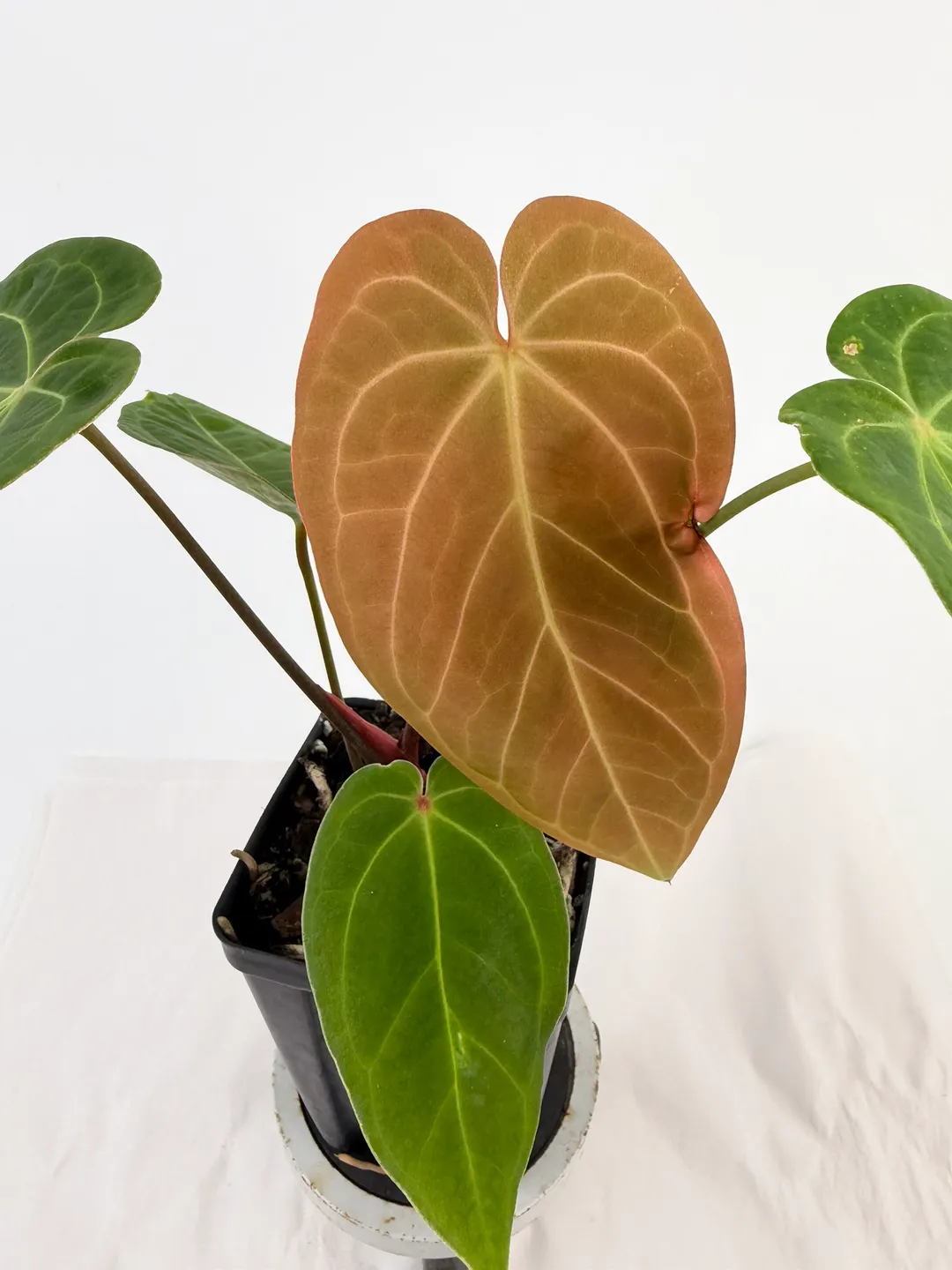 Anthurium Papillilaminum 'Ree Gardens' x Rotundatum sp. (A109