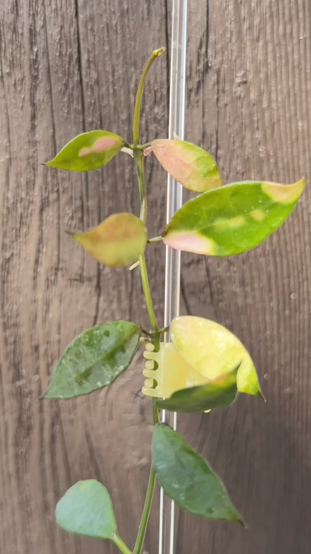 Hoya Pubicalyx Albo / peridot variegation ($249) from @HoyaHills