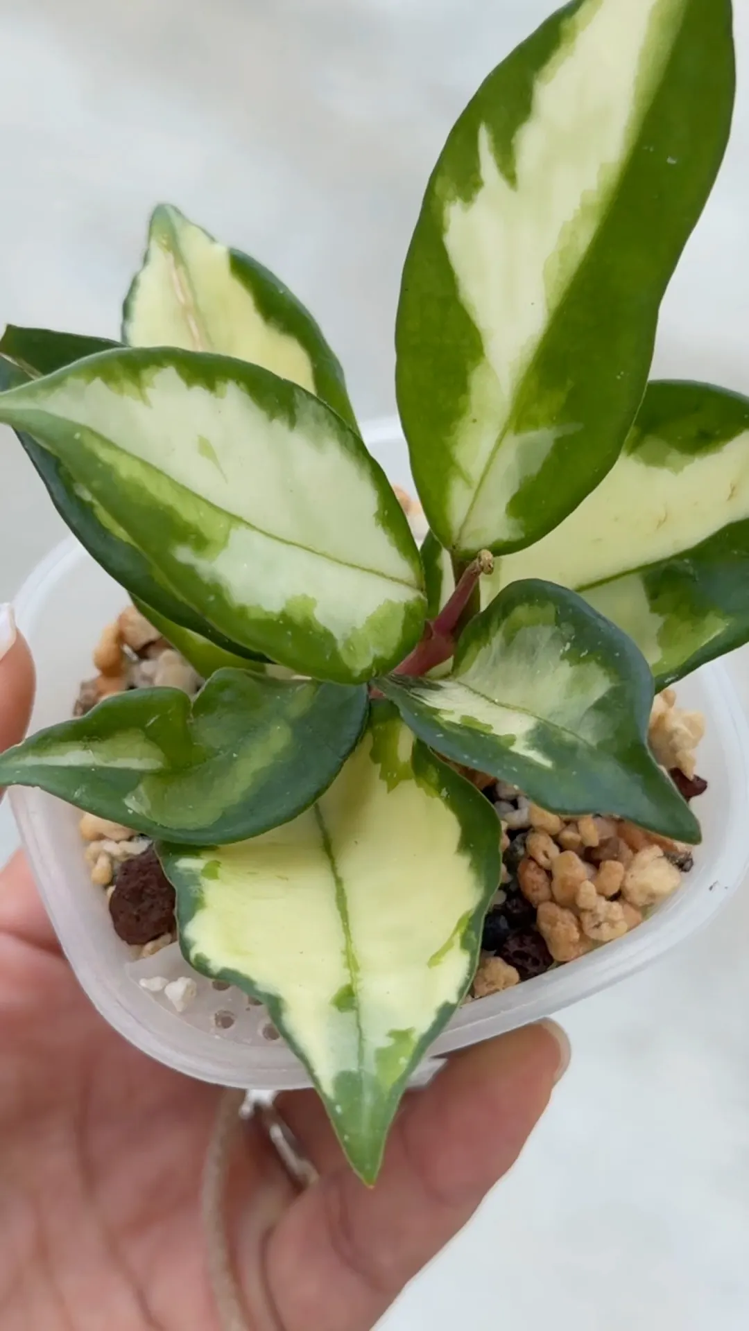 その他観葉植物 Hoya Pubicalyx Albo / peridot Hoya Pubicalyx Albo / peridot variegation ($249) from @HoyaHills