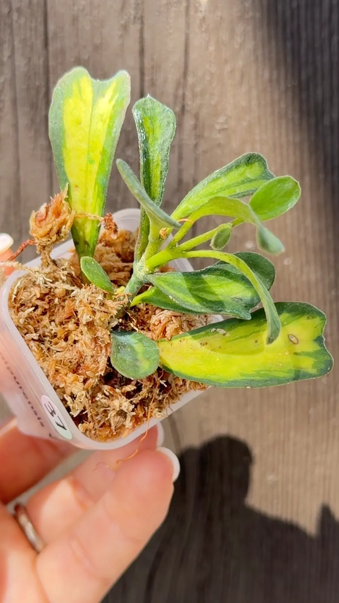 Hoya Pubicalyx Albo / peridot variegation ($249) from @HoyaHills