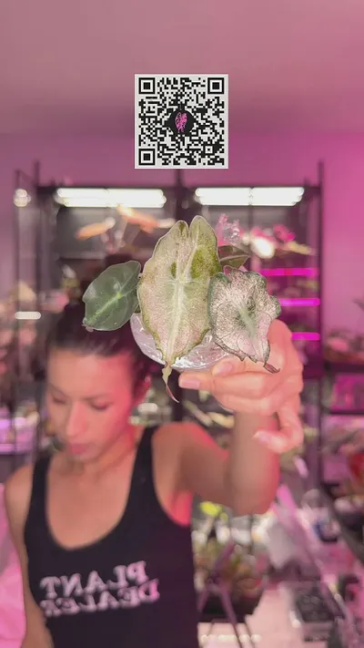 0593 venom pink mint with nda ($2400) from @EarthBabeBotanicals