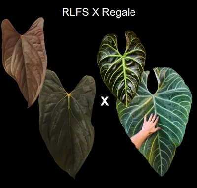 Anthurium RLFS x Regale seedling ($19) from @DannyGardner