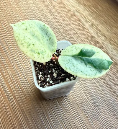 Hoya 'Madara' Snow Angel unrooted cutting ($265) from @ChibbyPlants