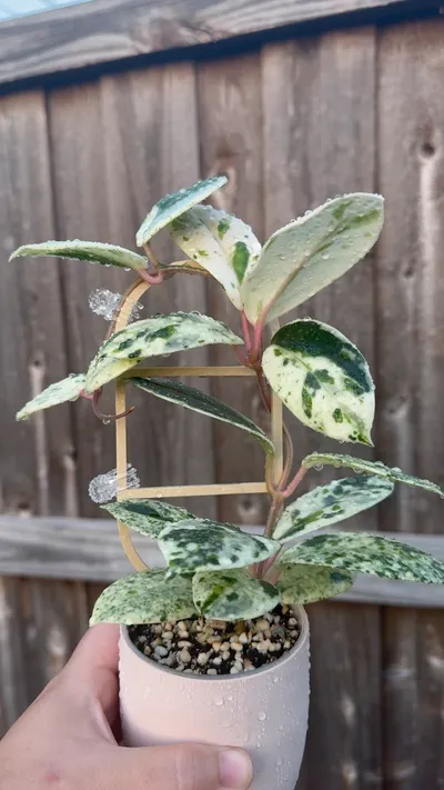 Hoya Carnosa  Angel マダラ 斑入り苗 6枚葉 Hoya 'Madara' Snow Angel unrooted cutting ($265) from @ChibbyPlants