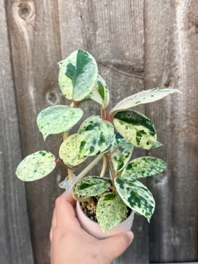 その他観葉植物 Hoya Madara  Angel Hoya 'Madara' Snow Angel unrooted cutting ($265) from @ChibbyPlants