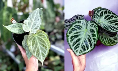 Seed grown anthurium silver chrome X dorayaki silver starter plant