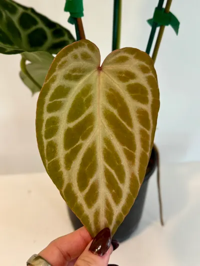 その他観葉植物 Anthurium Silver tiger x (RC x dorayaki) 6” Anthurium 'Silver Tiger' x (RC x Dorayaki) ($195.99) from