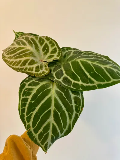 その他観葉植物 Anthurium Silver tiger x (RC x dorayaki) 6” Anthurium 'Silver Tiger' x (RC x Dorayaki) ($195.99) from