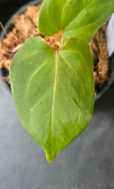 Anthurium HU KOS butterfly self ($115) from @LooneyLeaves