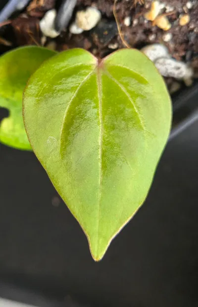 Anthurium HU KOS butterfly self ($115) from @LooneyLeaves