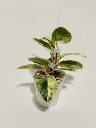 Hoya Madara Snow Angel ($1060) from @thetrailingfoliage