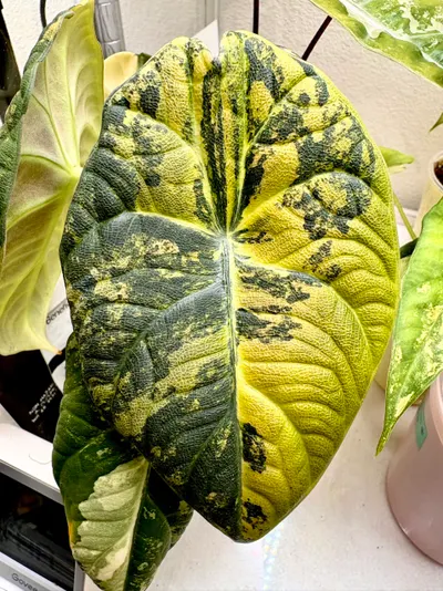Lemon Lime Maharani Corm 🍋(Grower's Choice) ($235) from