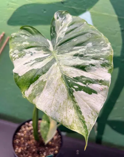 Alocasia Gageana Albo ($45) from @YourPlantHaven