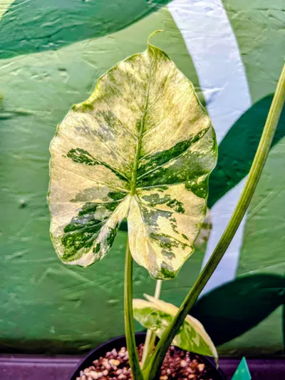 Alocasia Gageana Albo ($45) from @YourPlantHaven