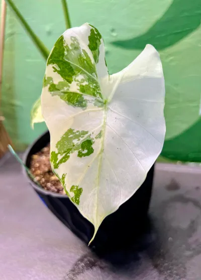 Alocasia Gageana Albo ($45) from @YourPlantHaven