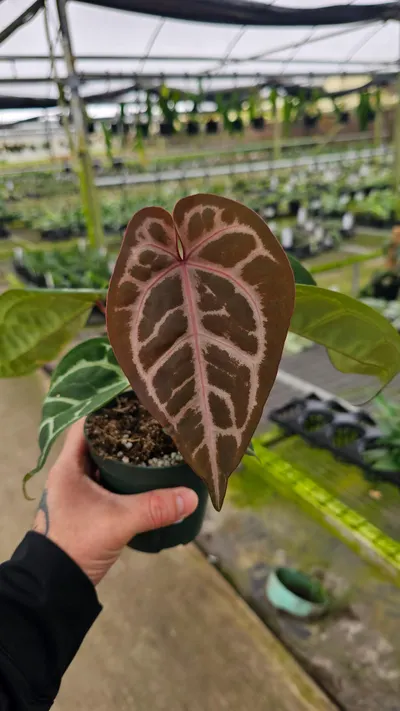 Anthurium SKG Silver X Red Crystal 4in ($45) from @MiyagisGarden