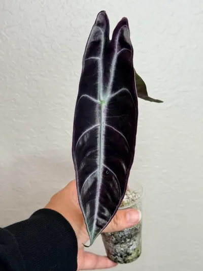 Alocasia Purple Longiloba (Black Cobra) ($125) from @TropicalPlantShop