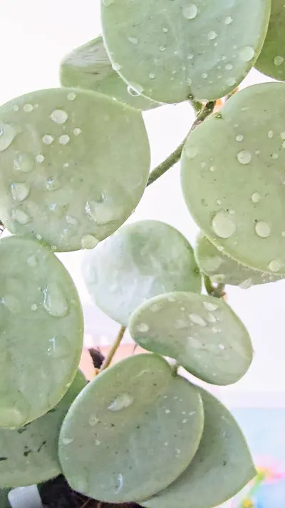 Hoya Mathilde Grey Fairy | UNROOTED fresh cutting ($130) from