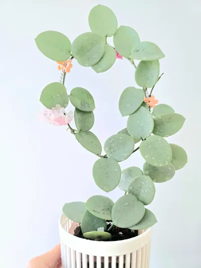 その他観葉植物 hoya mathilde greyfairy Hoya Mathilde Grey Fairy | UNROOTED fresh cutting ($130) from