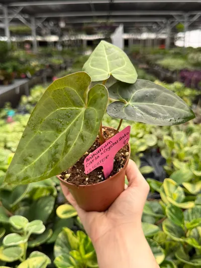 Anthurium Carla x Crystal Indo Specific 4” Pot 12168FEP | F ($25
