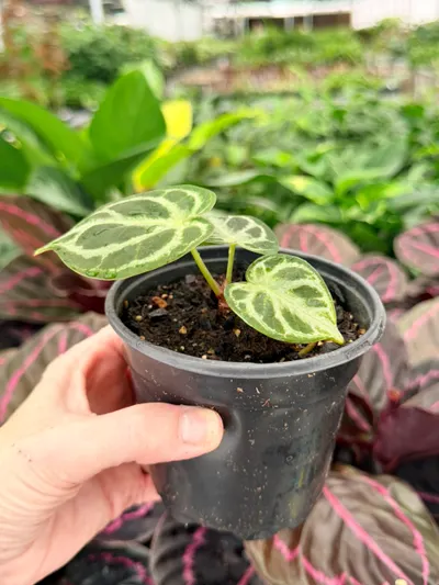 Anthurium Silver Blush X Dorayaki Silver Bowl Specific Plant 4”Pot