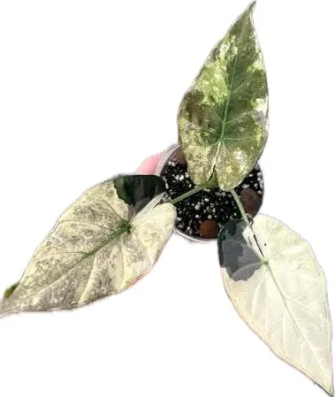 Alocasia Regal Shield Albo/Mint Corm ($45) from @HazyFoxGardens