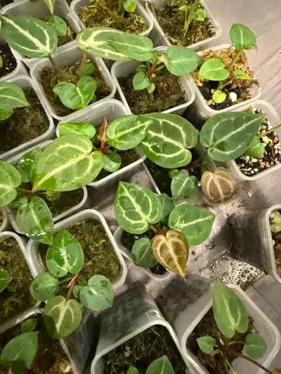 Tezula Dreamweaver-Necromancer x HU Red Tiger Anthurium Seedling