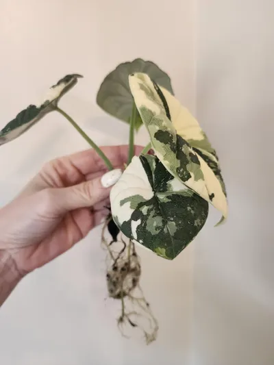 Mother Alocasia Melo Albo Variegated ($425) from @VariegatedPlantHaven