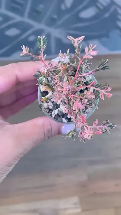 Phyllanthus urinaria pink variegated (aka 'Sensitive Plant') ($110