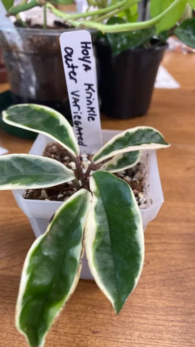 Hoya outer variegated Krinkle ($14) from @Thepottedshelf