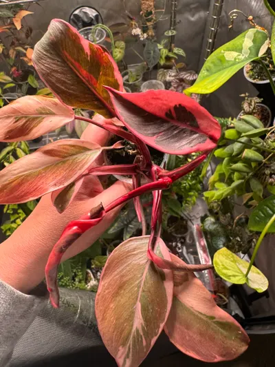 Philodendron Pink Princess Mutation ($60) from @OldSoulPlantCo