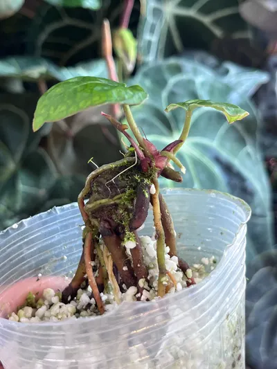 Anthurium Black Widow x Michelle division ($300) from