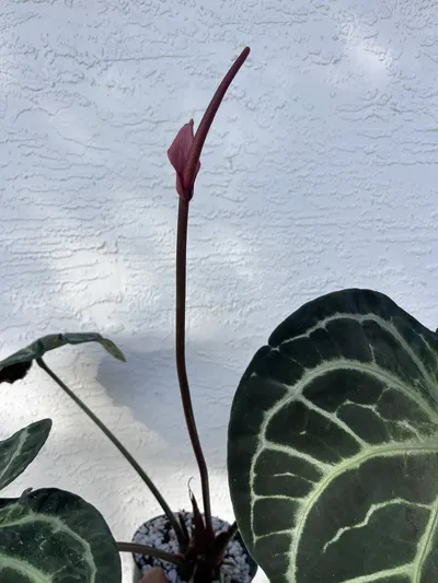 Anthurium SKG Grey x (Black Widow x Michelle) ($175) from