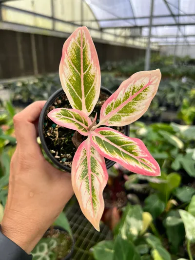 4” Aglaonema Lotus Delight - Exact Plant🌱 ($45) from @Jenisprouts