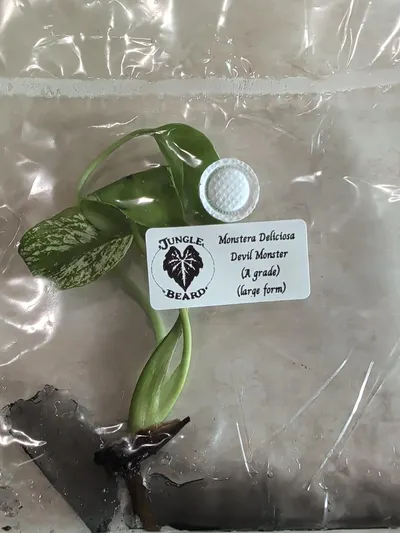 A-grade Monstera Deliciosa Devil Monster TC Growers choice ($79