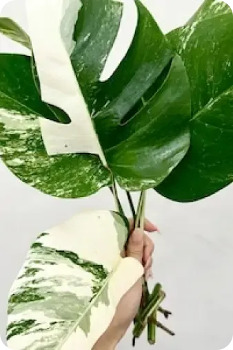 home-banner